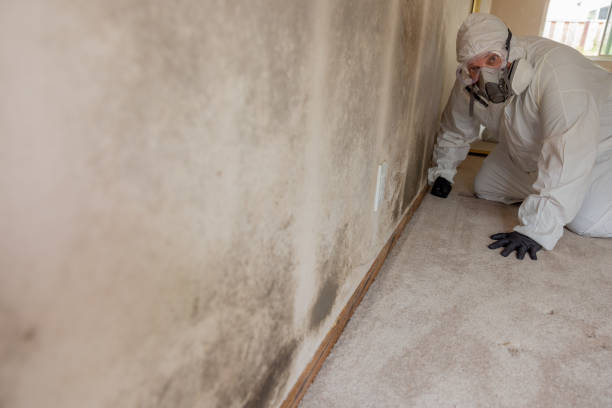 Sun City, AZ Mold Removal Company